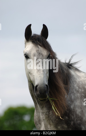 Ritratto di muffa cavallo andaluso di Equus caballus ferus Foto Stock