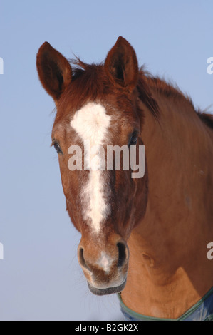 Ritratto cavallo Equus caballus ferus Foto Stock