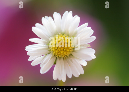 Lawn daisy daisy comune Bellis perennis inglese daisy bloom blossom alambicchi ancora gli sfondi sfondo pattern i pattern vicino Foto Stock