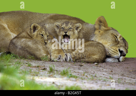 Sleeping Lion asiatico leo persica cup africa Foto Stock