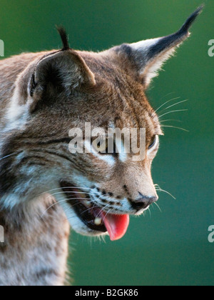 Lince euroasiatica predator ritratto Baviera Germania Lynx lynx Foto Stock