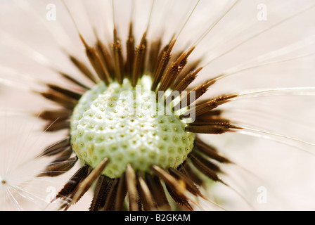 Tarassaco orologio sfondo blowball immagine impressa sullo schermo Taraxacum officinale ancora stills sfondi pattern i pattern close up macro n Foto Stock