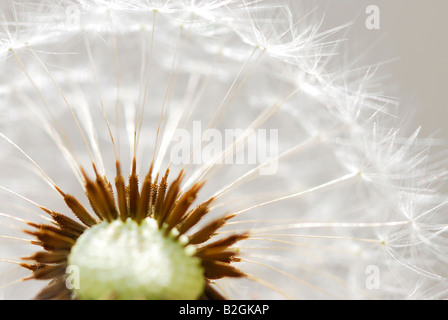 Tarassaco orologio sfondo blowball immagine impressa sullo schermo Taraxacum officinale ancora stills sfondi pattern i pattern close up macro n Foto Stock