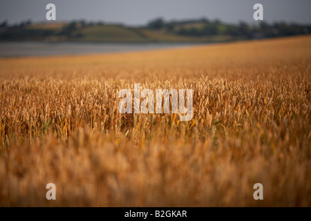 Campo di grano in una fattoria nella contea di Down Irlanda del Nord Foto Stock