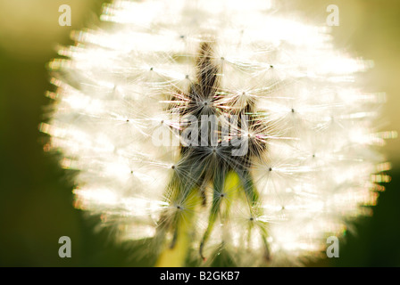 Tarassaco orologio sfondo blowball immagine impressa sullo schermo Taraxacum officinale ancora stills sfondi pattern i pattern close up macro n Foto Stock