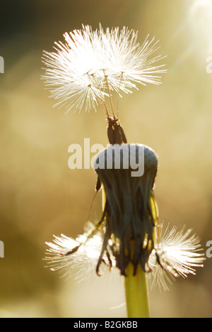 Tarassaco orologio sfondo blowball immagine impressa sullo schermo Taraxacum officinale ancora stills sfondi pattern i pattern close up macro n Foto Stock