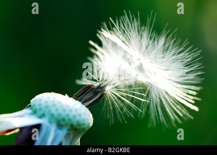 Tarassaco orologio sfondo blowball immagine impressa sullo schermo Taraxacum officinale ancora stills sfondi pattern i pattern close up macro n Foto Stock