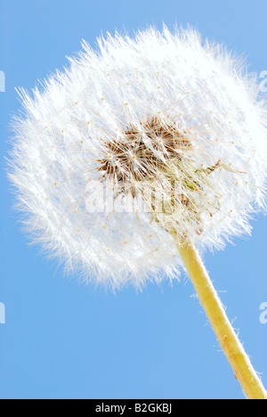 Tarassaco orologio sfondo blowball immagine impressa sullo schermo Taraxacum officinale ancora stills sfondi pattern i pattern close up macro n Foto Stock