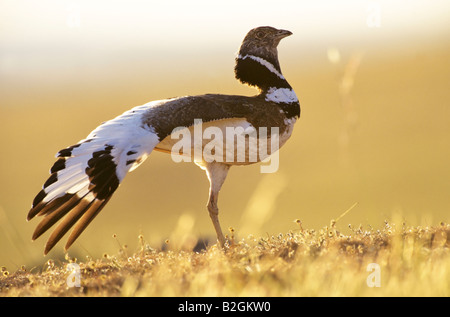 Gallina prataiola Tetrax tetrax Estremadura spagna bird Foto Stock