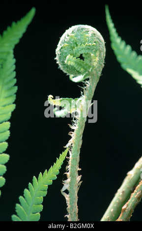 Comune felce maschio Dryopteris filix mas vicino comune di felce maschio Foto Stock