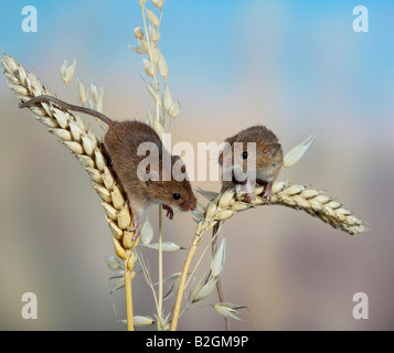 Harvest mouse Micromys minutus potton bedfordshire Foto Stock