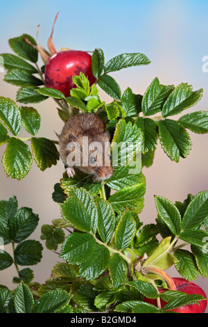 Harvest mouse Micromys minutus potton bedfordshire Foto Stock