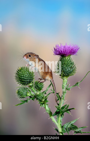 Harvest mouse Micromys minutus potton bedfordshire Foto Stock