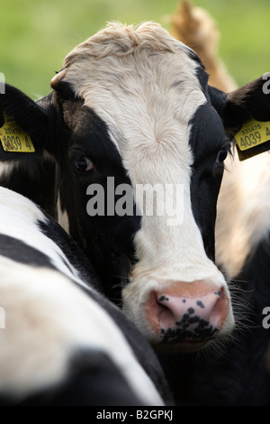 I marchi auricolari gli occhi e la testa di una vacca frisone noto come holsteins in nord America in un allevamento di bovini da latte in una fattoria la contea di Down irel settentrionale Foto Stock