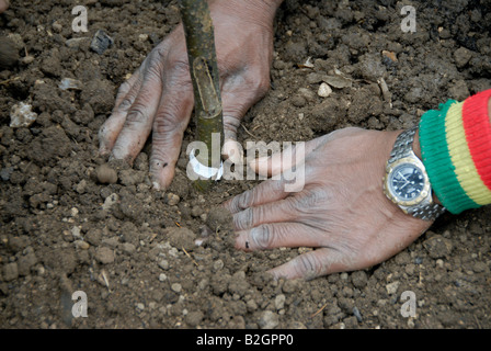 La piantumazione di alberi cerimonia di molte mani Foto Stock