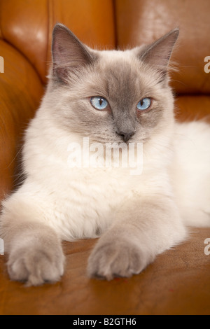 Giovani gatto Ragdoll Foto Stock