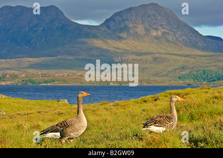 Coppia giovane Graylag Goose Anser anser splendido lago paesaggio montano Highlands occidentali della Scozia UK Foto Stock