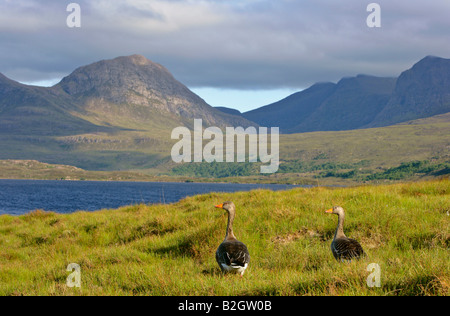 Coppia giovane Graylag Goose Anser anser splendido lago paesaggio montano Highlands occidentali della Scozia UK Foto Stock