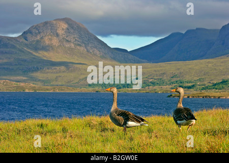 Coppia giovane Graylag Goose Anser anser splendido lago paesaggio montano Highlands occidentali della Scozia UK Foto Stock