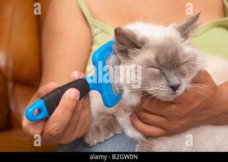 La spazzolatura proprietario il suo gatto Ragdoll Foto Stock