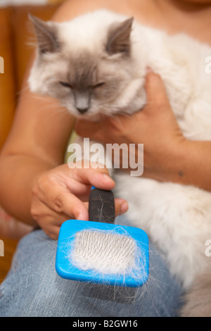 La spazzolatura proprietario il suo gatto Ragdoll Foto Stock