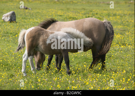 Pony Shetland mare e puledro in allattamento, Unst, isole Shetland, Scotland, Regno Unito Foto Stock