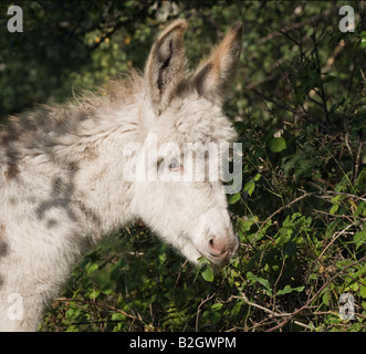 Asino nuova foresta forrest Hamsphire Inghilterra puledro Foto Stock