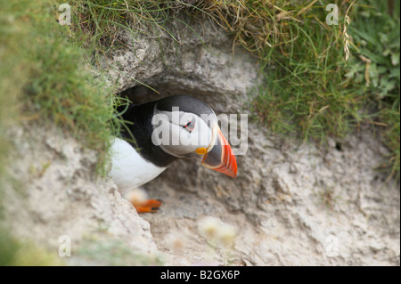 Puffin all'entrata burrow Isle of Noss, isole Shetland, Scotland, Regno Unito Foto Stock