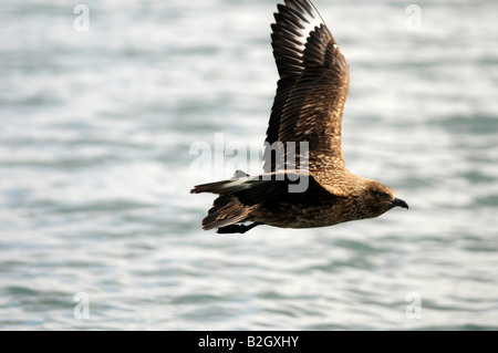 Grande Skua, off Gairloch, Wester Ross, Highlands scozzesi sulla costa nord 500 route Foto Stock