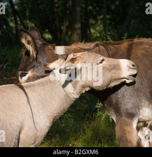 Asino nuova foresta forrest Hamsphire England Regno Unito Foto Stock