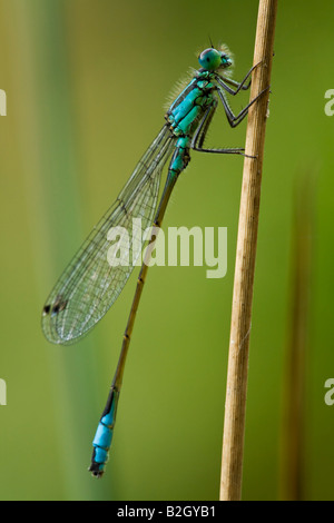 Blu-tailed Damselfly Foto Stock