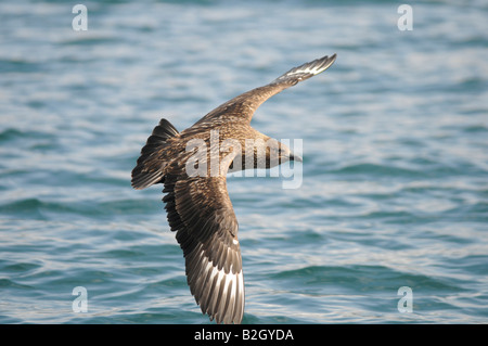 Grande Skua, off Gairloch, Wester Ross, Highlands scozzesi sulla costa nord 500 route Foto Stock