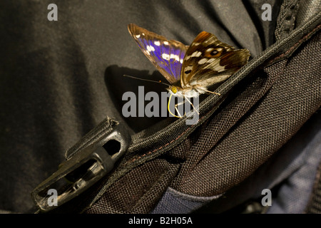 Maschio imperatore viola (Apatura iris) su zaino ottenendo sali, Luglio, Northamptonshire, England, Regno Unito Foto Stock