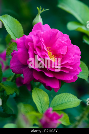 ROSA SELVATICA EDRIC AUSHEDGE ROSE Foto Stock