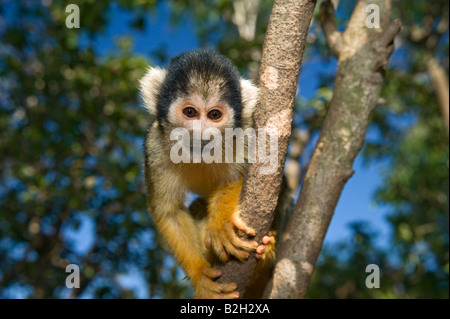 Carino Scimmia di scoiattolo saimiri su un albero Foto Stock