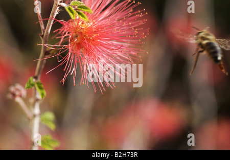 A bumblebee, api, vespe, si prepara a terra sul polline dei fiori ricchi di un fiore di primavera. Meraviglioso colore, spettacolare immagine. Foto Stock