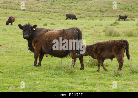 Aberdeen Angus in cappotto invernale.mucca con vitello in un campo. glanton northumberland Inghilterra Foto Stock