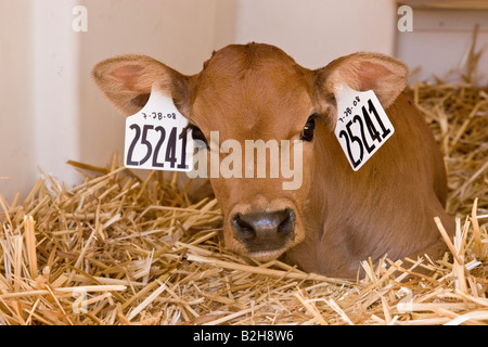 Di vitello neonato di riposo. Foto Stock