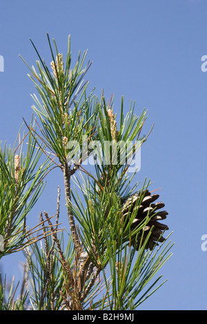 Parte di un albero di pino contro un Cielo di estate blu Foto Stock