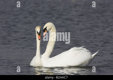 Coppia flirtare giovane Cigno Cygnus olor europa uccelli sul lago Foto Stock