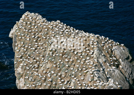 Gannetry Sula bassana allevamento sule su rocce esposte visto da sopra Hermaness Riserva Naturale Unst Isole Shetland Scozia UK Foto Stock