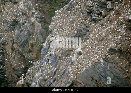 Gannetry Sula bassana allevamento sule su rocce esposte visto da sopra Hermaness Riserva Naturale Unst Isole Shetland Scozia UK Foto Stock