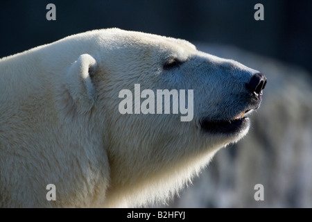 Orso polare Eisbaer Ursus maritimus Carnivora Il Portrait Foto Stock