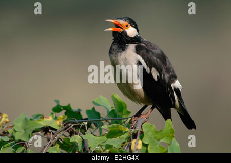 Lo sturnus contra asian pied starling Pied Myna Keoladeo Ghana Parco Nazionale di NP Indien bird Foto Stock