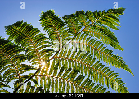 Freno Pteridophyta felce ancora alambicchi sfondi sfondo patterns close up macro immagine impressa sullo schermo verde natura dettaglio Foto Stock