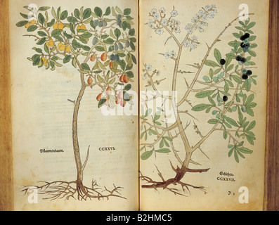 Botanica, erbe, spina nera (Prunus spinosa), da 'Neues Kraeuterbuch' (nuovo libro di erbe), di Leonhart Fuchs, legno tagliato da Heinrich Fuellmaurer, colorato, disegnato da Albrecht Mayer, stampato a M. Isingrin, Basilea, Svizzera, 1544, doppia pagina 226 / 227, 38 x 22 cm, collezione privata, Foto Stock