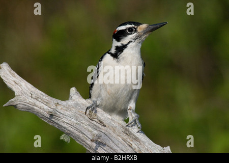 Maschio picchio pelose Foto Stock