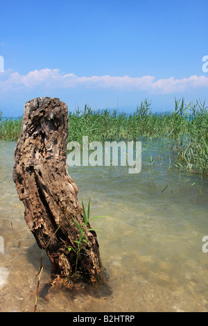 Un treestump in piedi in acqua nel lago di Garda Italia reed in background ed un cielo blu Foto Stock