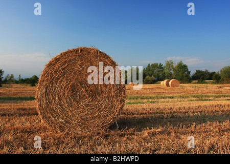 Una chiusura di una balla di fieno in un campo di mais in Europa girato nel caldo sole del pomeriggio grande sensazione di caldo per l'immagine Foto Stock