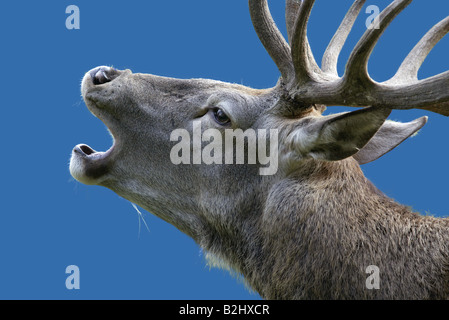 Rotwild cervus elaphus cervo bicchieratura campana Foto Stock